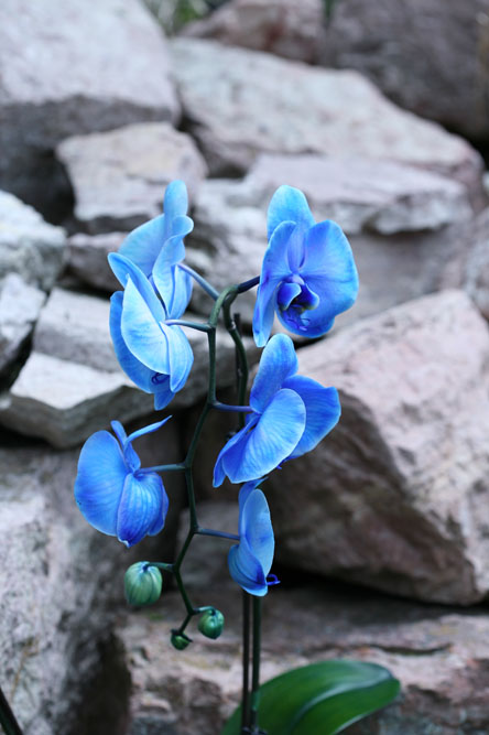 Blue-Orchid-sm.jpg